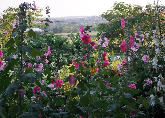 Andrea Wellness Garden Affittacamere Cserszegtomaj